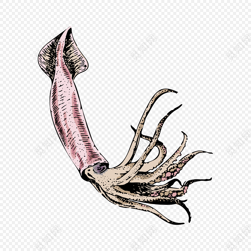 彩色简笔画乌贼素材
