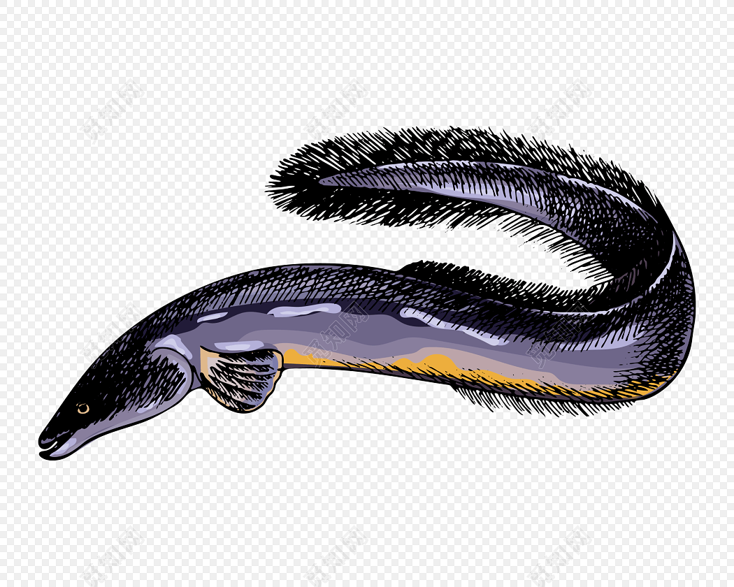 彩色简笔画鳗鱼素材