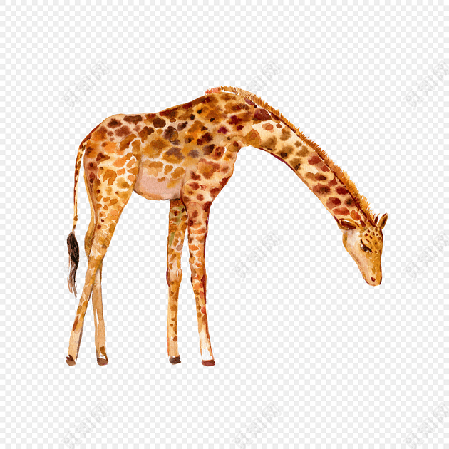 低头的长颈鹿免抠素材