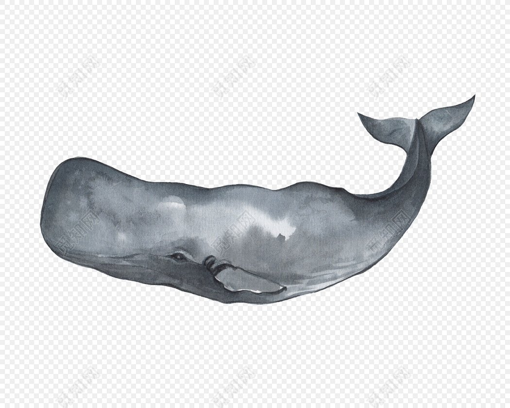 一头大鲸鱼免抠素材