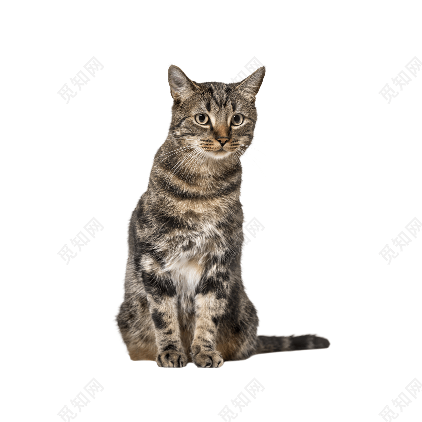蹲坐的猫咪免抠素材