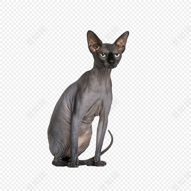 无毛猫免抠素材