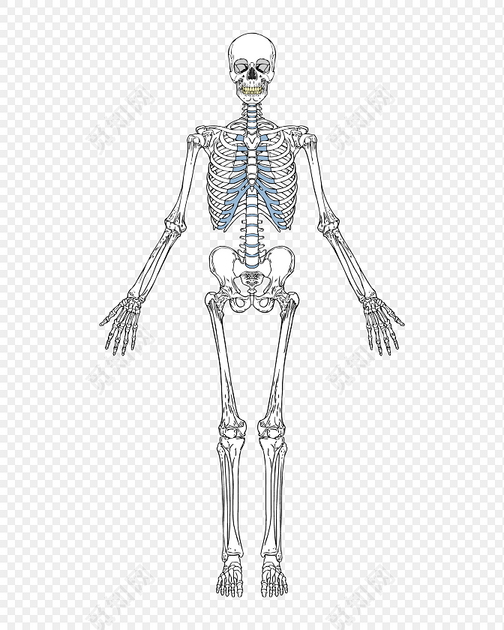 手绘人体骨骼素材