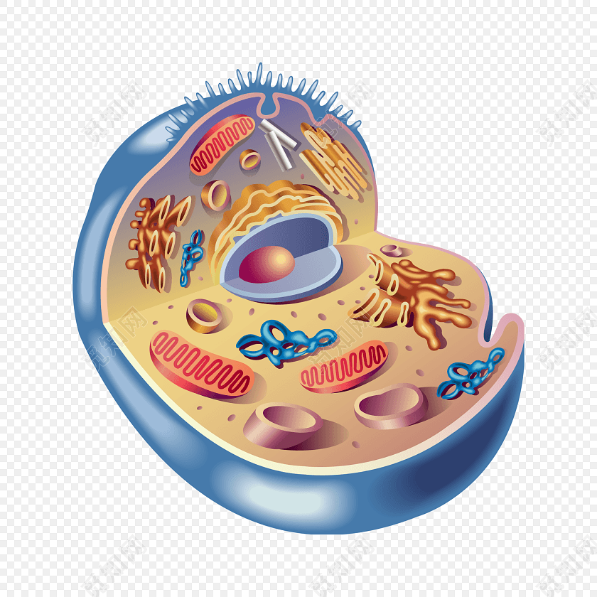 细菌细胞素材