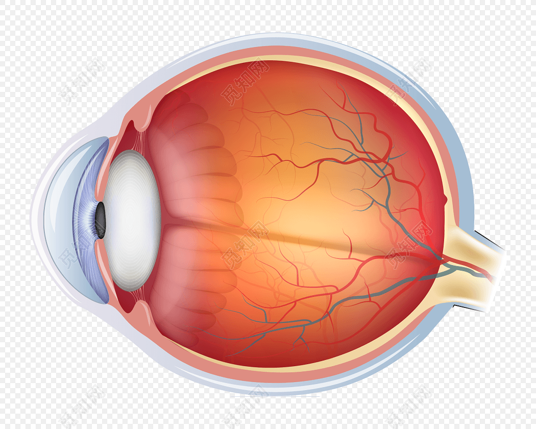 眼球解剖图_word文档在线阅读与下载_免费文档
