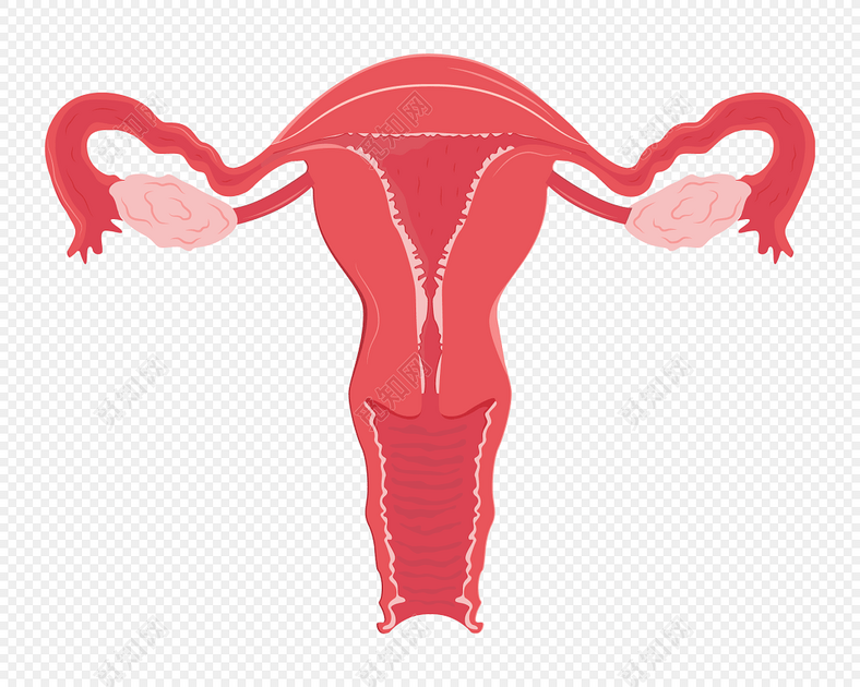 女性子宫素材