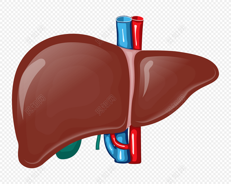 卡通人体肝脏素材