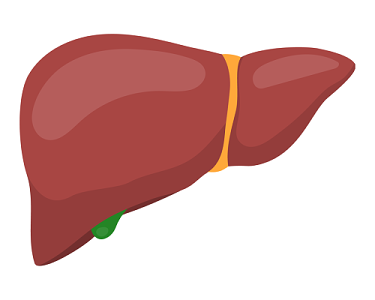 卡通人体肝脏素材