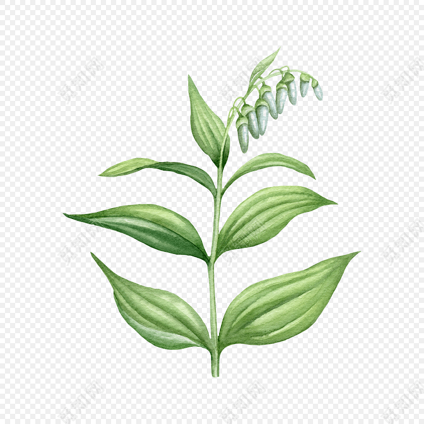 彩色水彩植物绿叶绘画素材