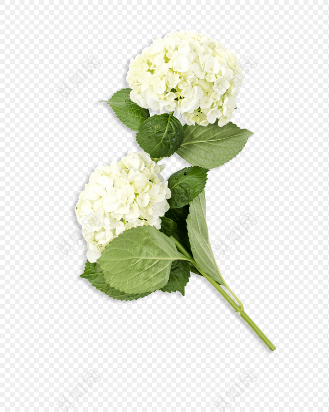 白色绣球花素材