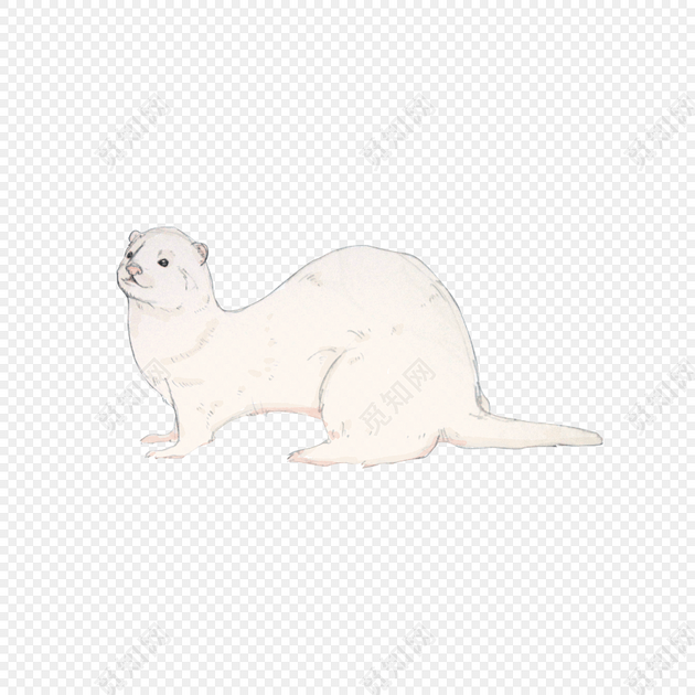 黄鼠狼
