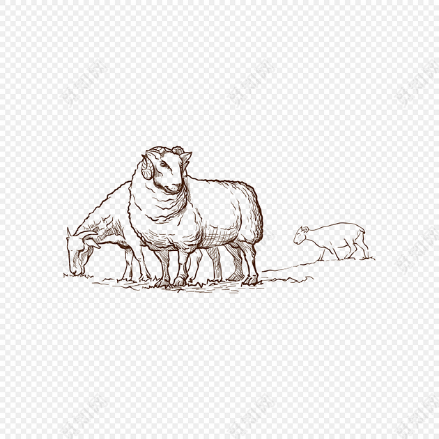 素描卡通手绘绵羊矢量图片