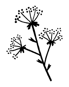 简笔花枝