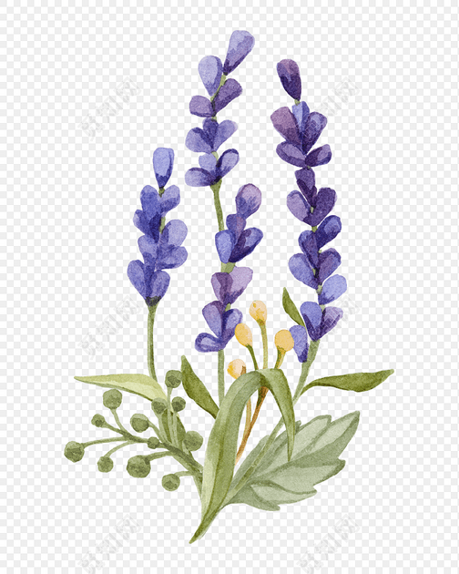 蓝色卡通手绘薰衣草矢量图片