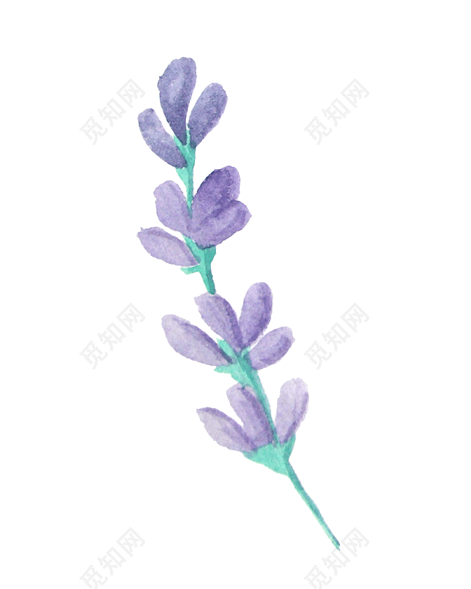 薰衣草手绘