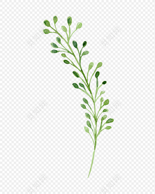 彩色小清新水彩花卉插画枝丫