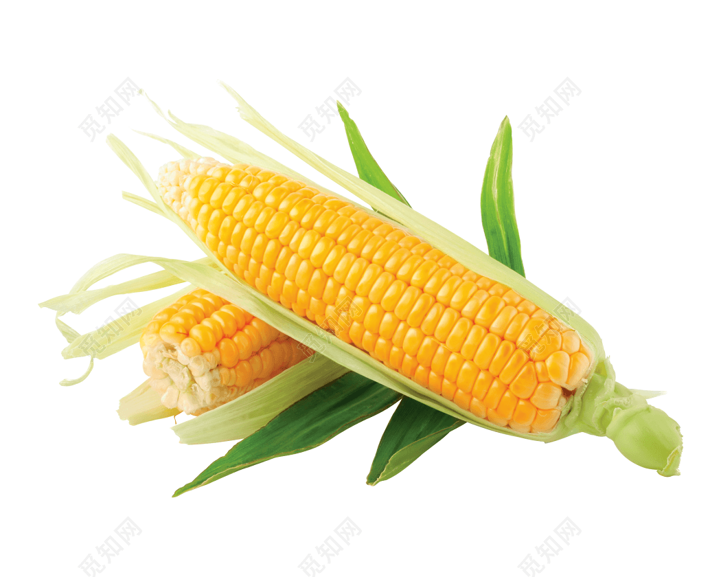 高清玉米食材素材