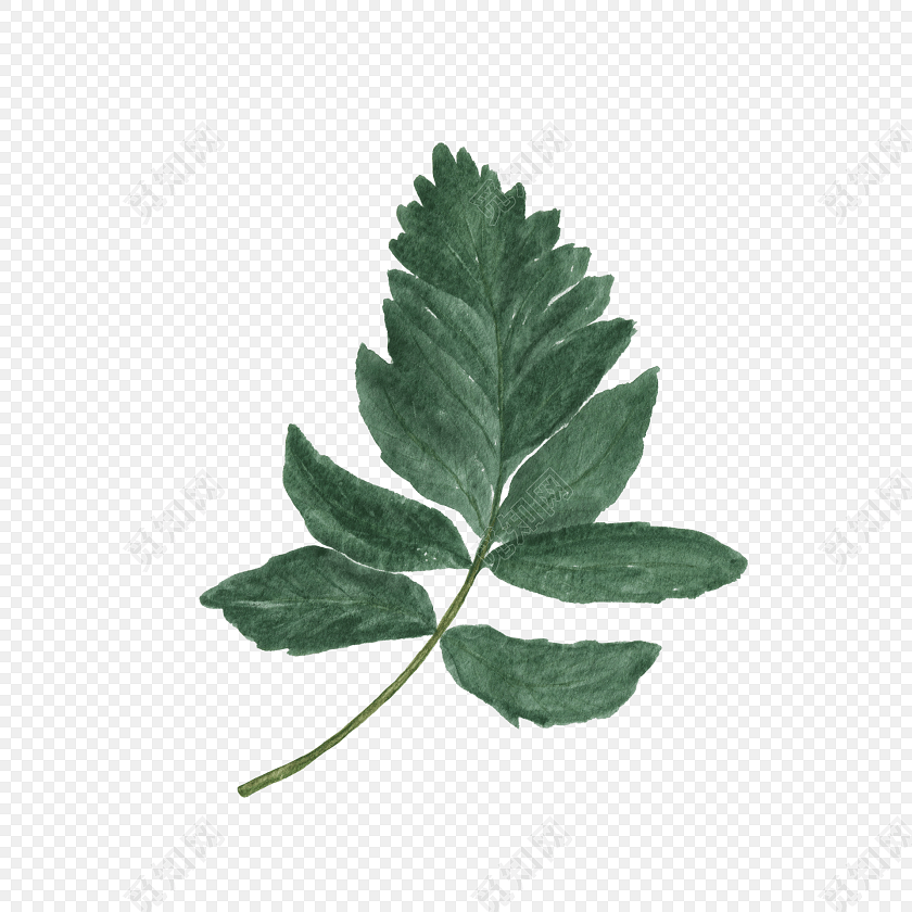 绿色树叶免抠素材