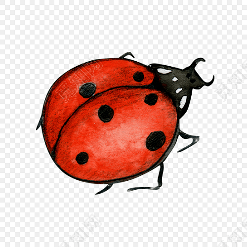 卡通七星瓢虫插画设计