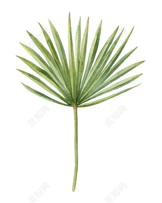 手掌形长条叶子植物素材
