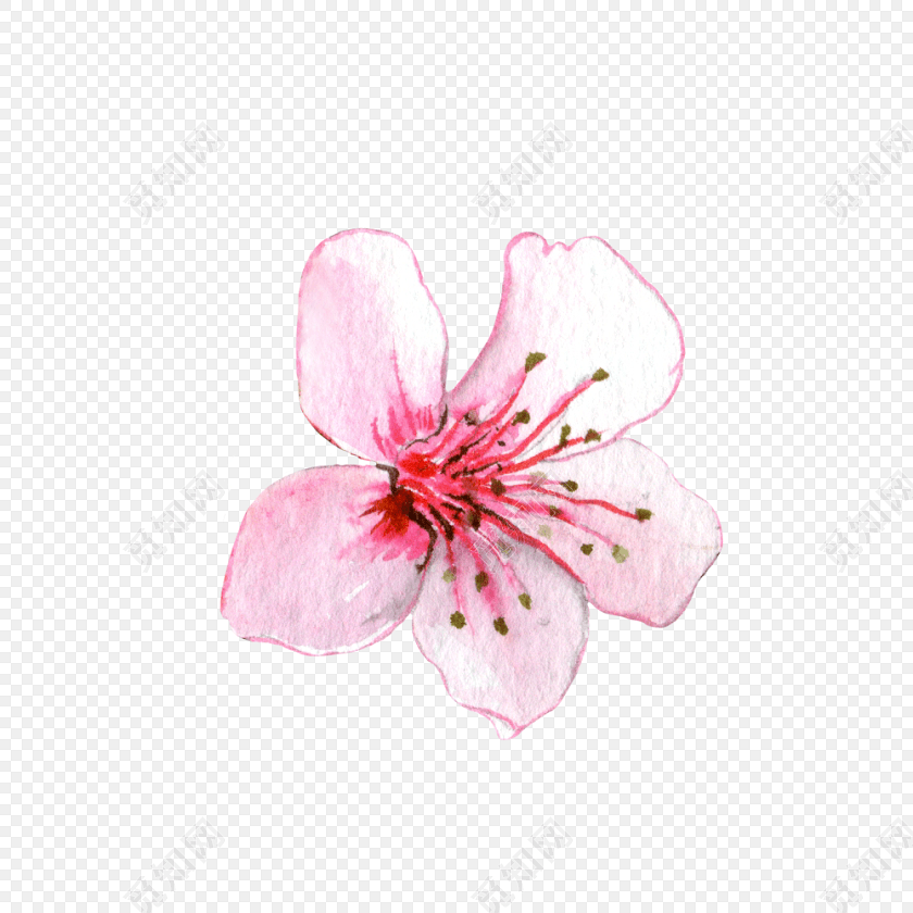 粉色手绘桃花水彩插画
