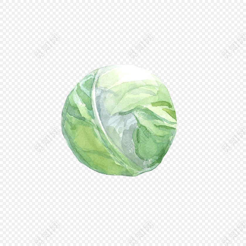 手绘水彩包菜设计素材