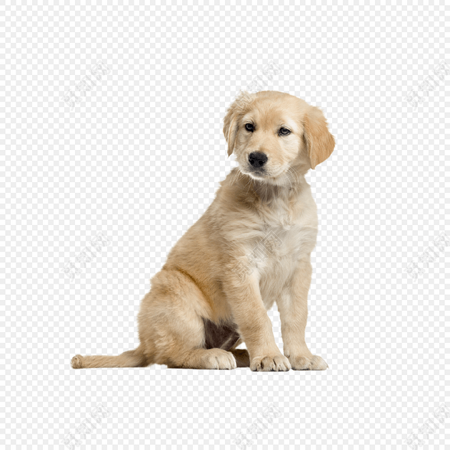 手绘一只狗免抠素材