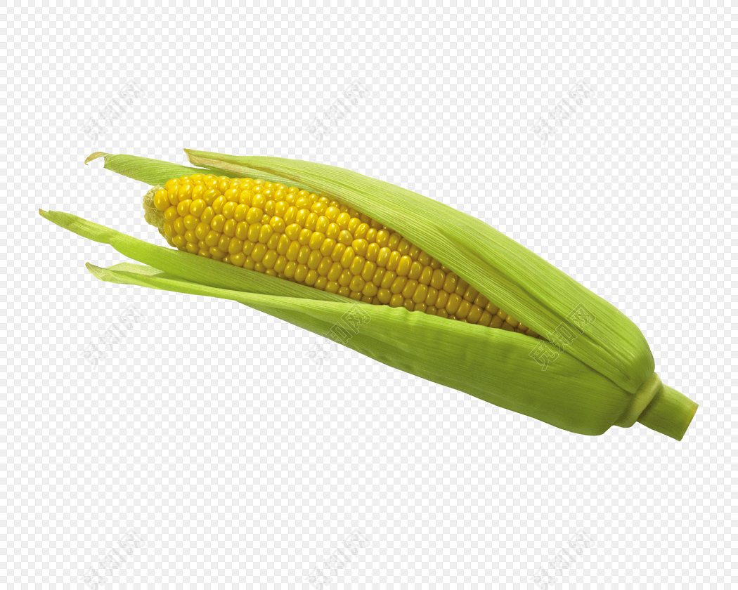 手绘美味玉米免抠素材
