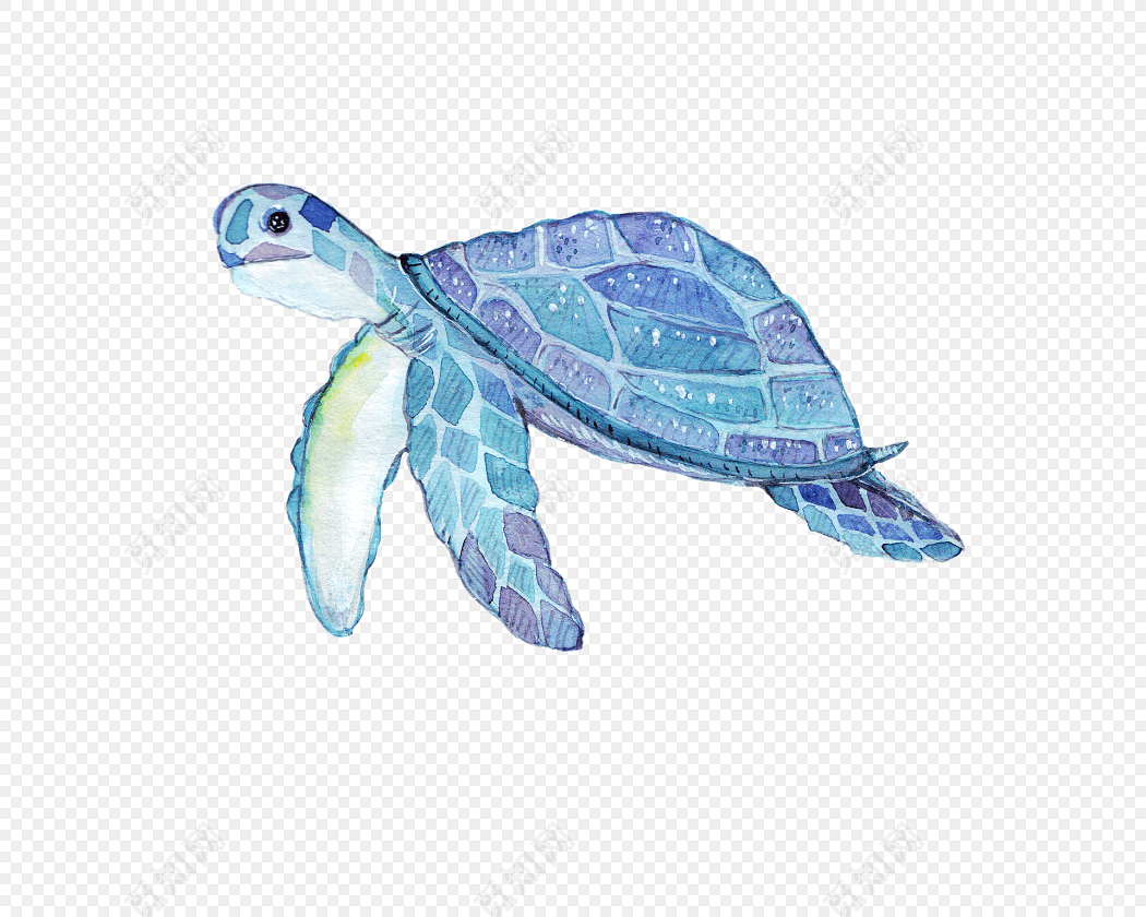 蓝色海龟插画