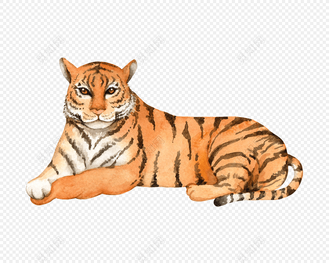 彩色手绘动物老虎水彩插画