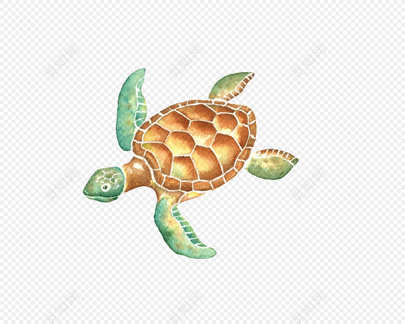 彩色手绘海龟水彩插画