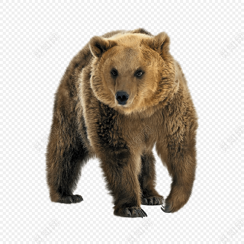 棕色的熊矢量元素