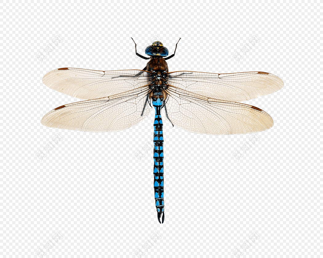 水彩手绘昆虫蜻蜓素材