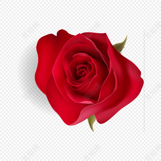 玫瑰花 红花 实拍图