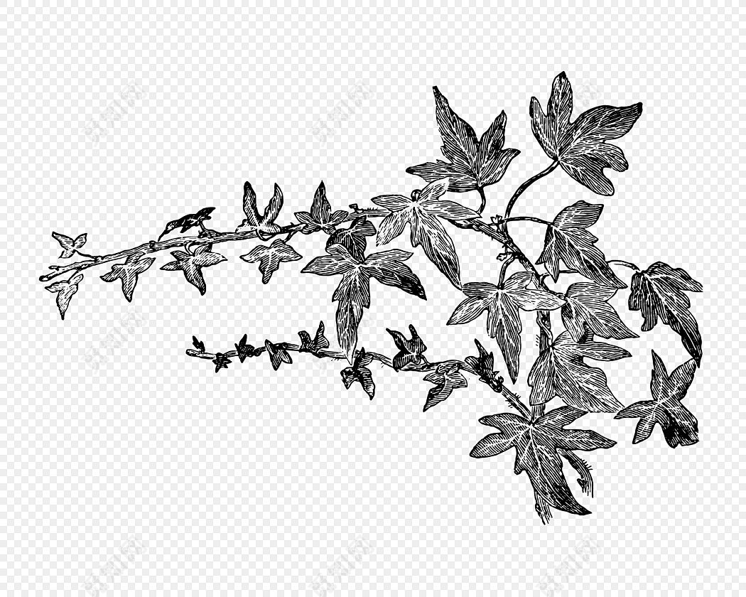 黑色植物素描素材