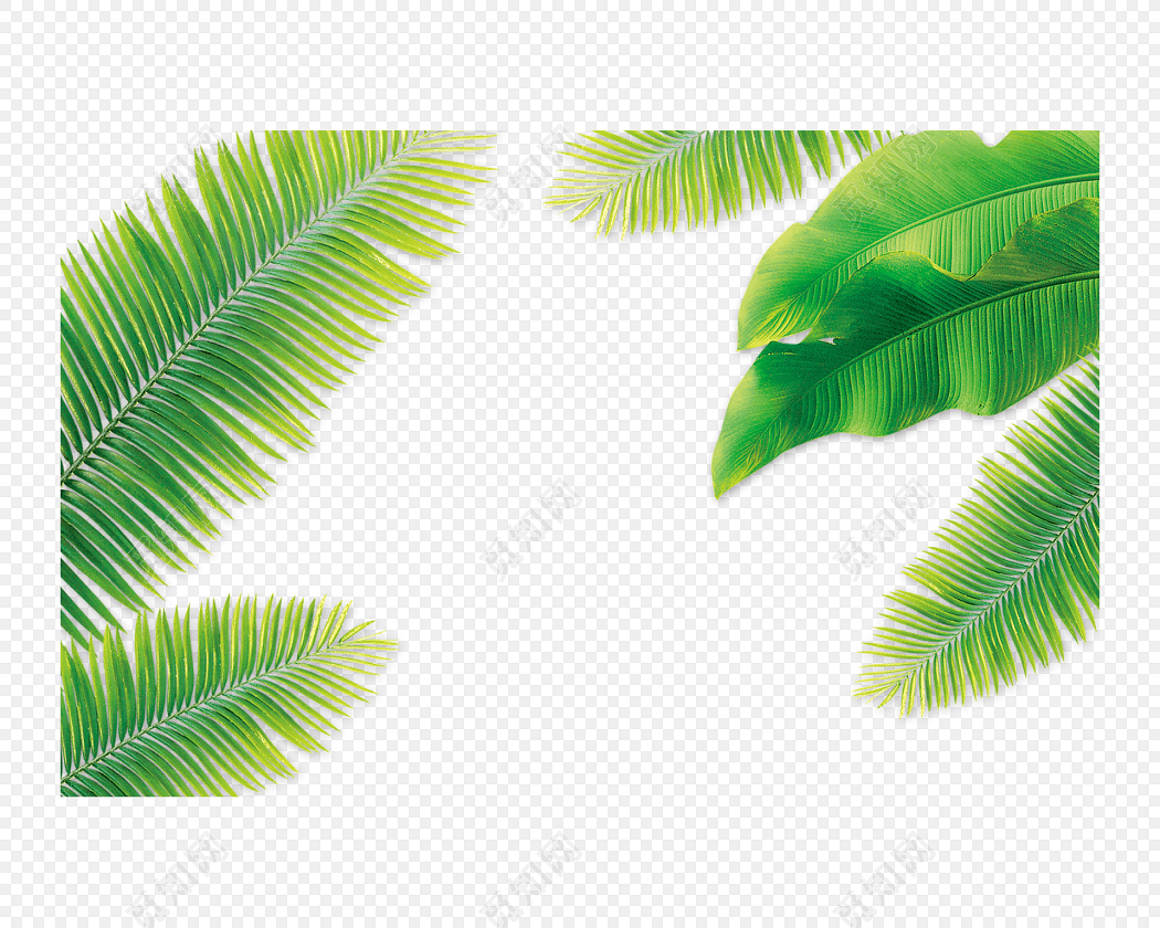 椰子树叶