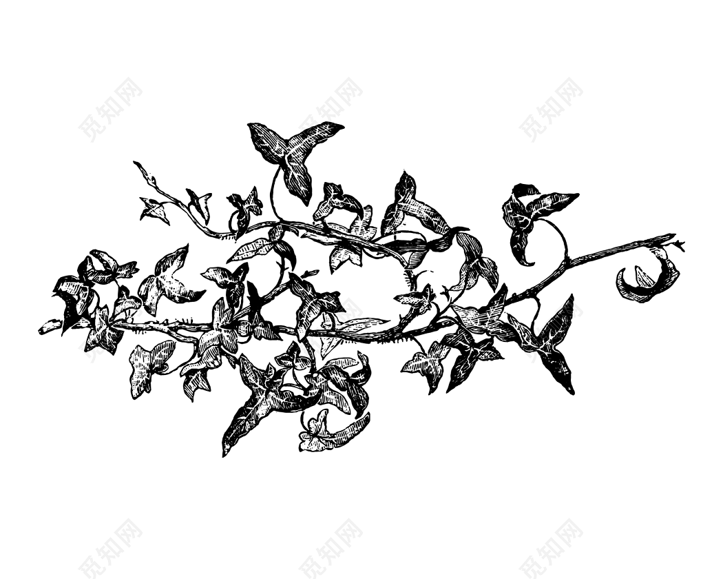 黑色树叶素描素材