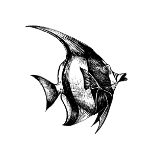 鱼类黑白