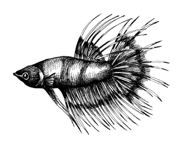 手绘黑白海鱼钢笔画插图