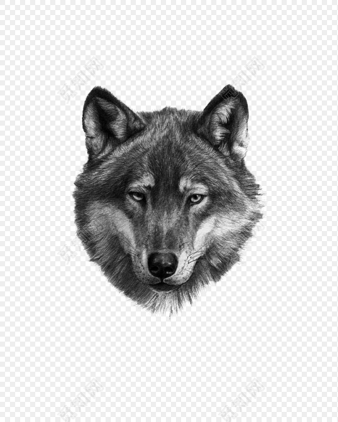 黑白野兽狼头插图