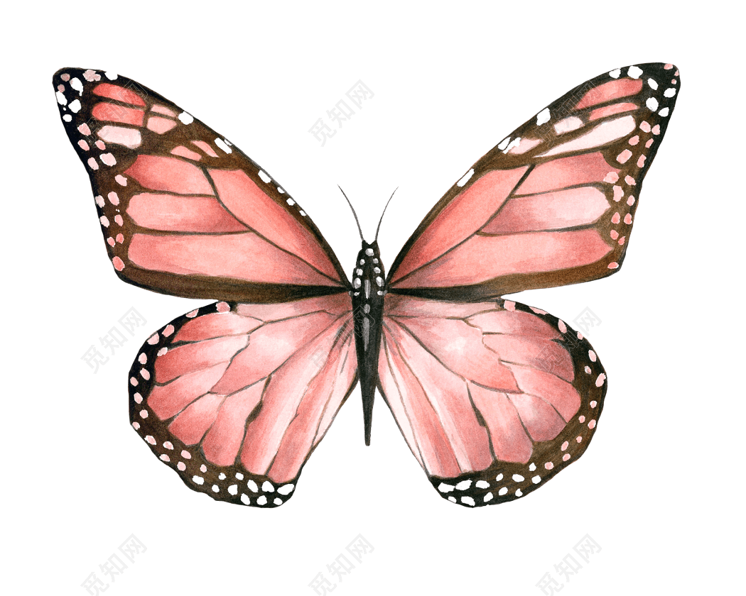 粉色蝴蝶手绘素材