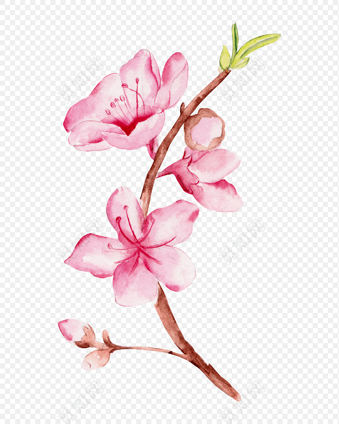 水彩桃花