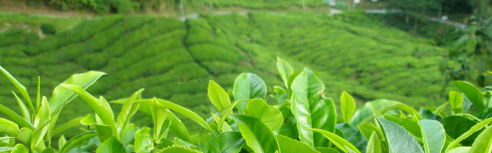 茶山茶园素材