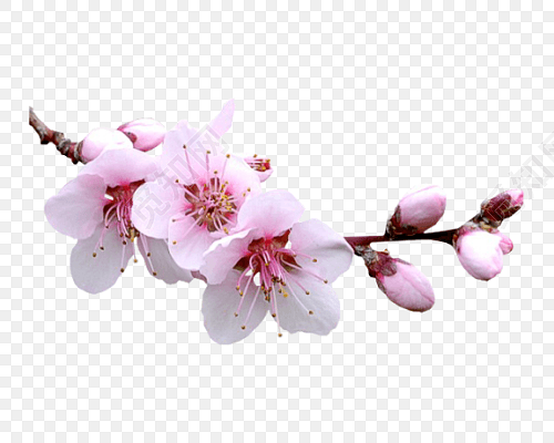 png 免费下载png png素材一支桃花标签:png素材 免抠素材 一枝梅 顺