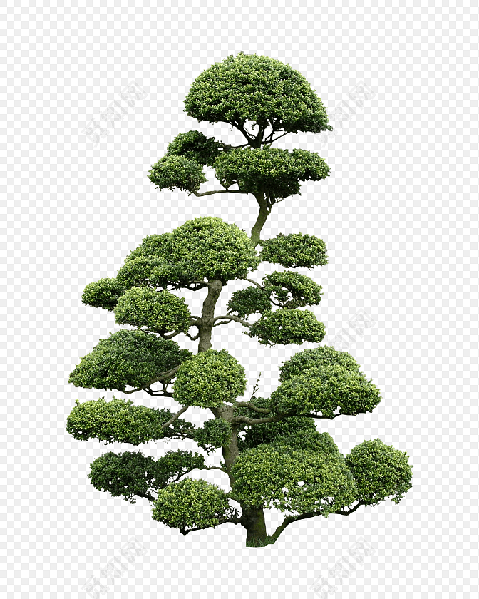 清新绿色树立面树园林景观树素材