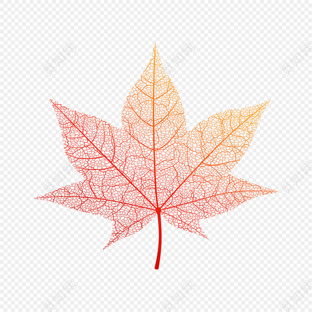 卡通脉络清晰枫叶树叶纹理素材