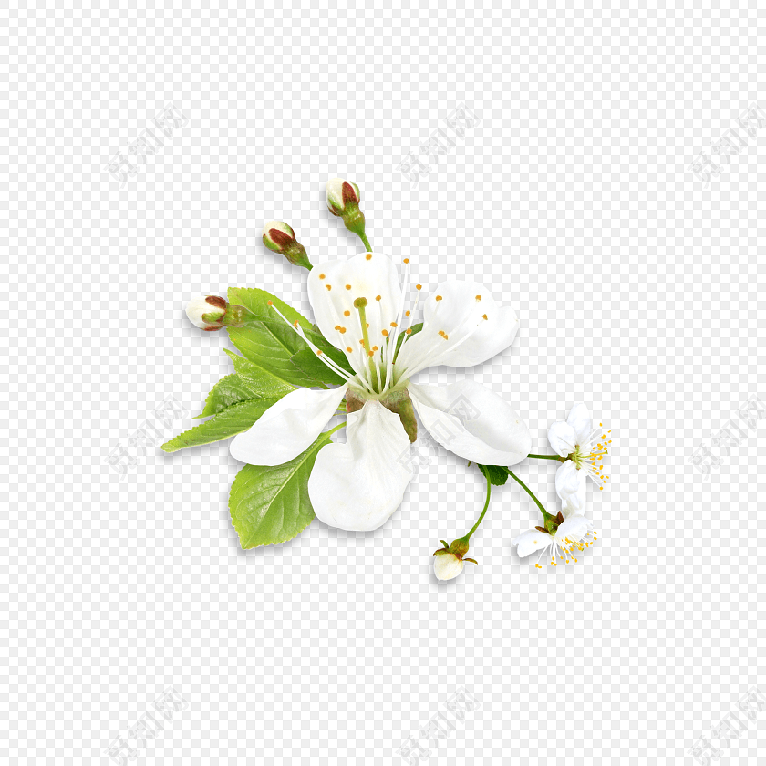 白色梨花花瓣素材