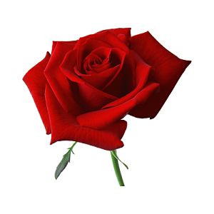 红色玫瑰花鲜花花朵素材