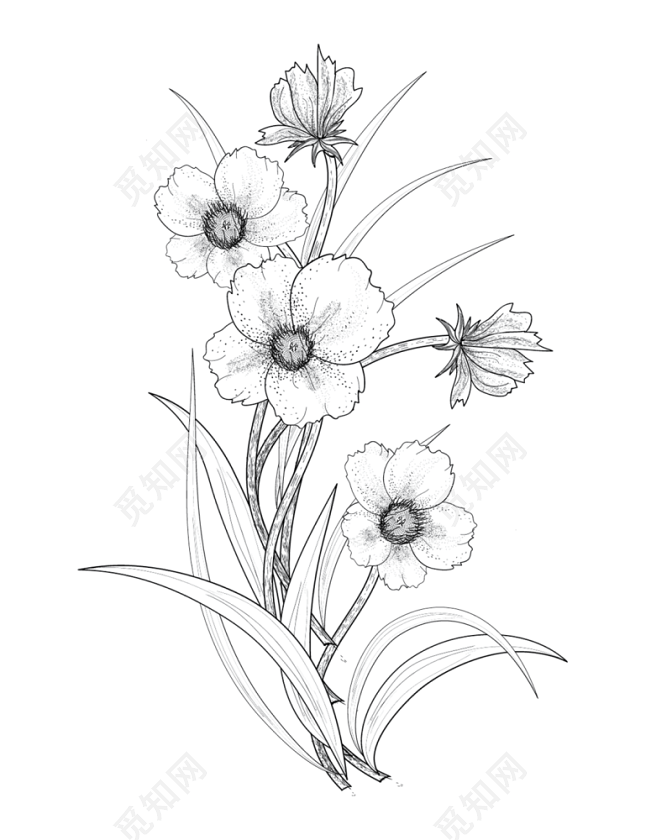 黑白素描花朵植物素材