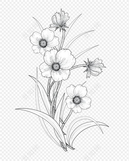 黑白素描花朵植物素材